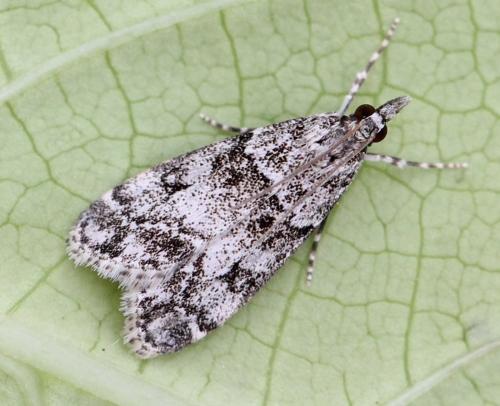 Réf. 233 671 : Eudonia lacustrata